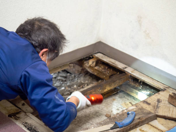 Best Professional Mold Removal  in Shingletown, CA