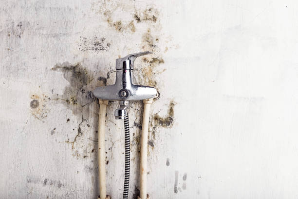 Best Mold Remediation  in Shingletown, CA