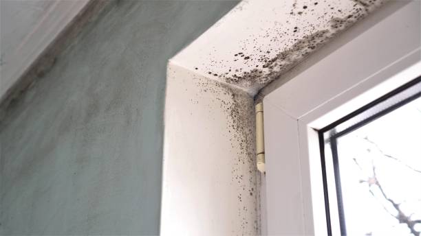 Best Mold Inspection  in Shingletown, CA