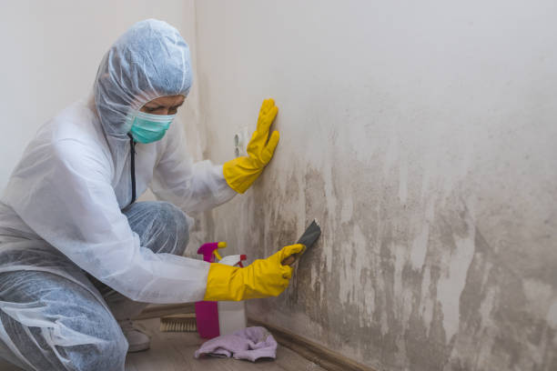 Best Same-Day Mold Removal  in Shingletown, CA