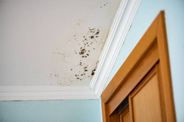 Best Mold Testing  in Shingletown, CA