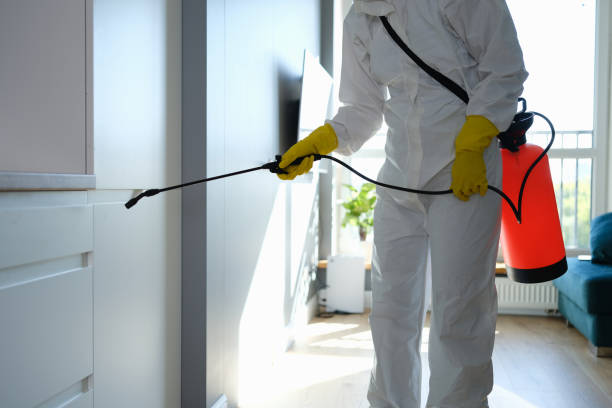 Best Attic Mold Removal  in Shingletown, CA