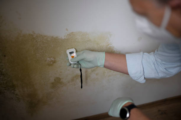 Best Office Mold Removal Services  in Shingletown, CA