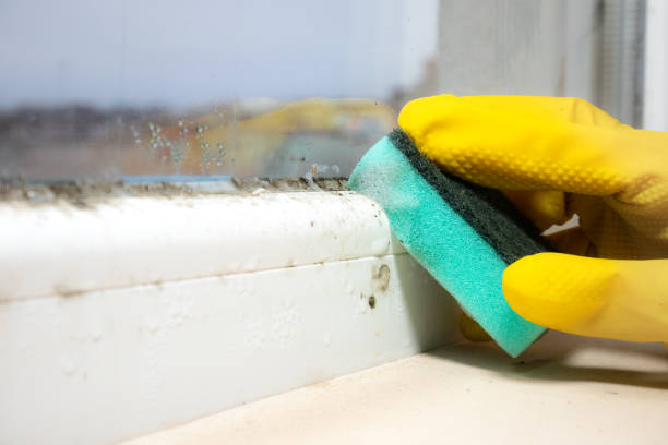 Best Attic Mold Removal  in Shingletown, CA