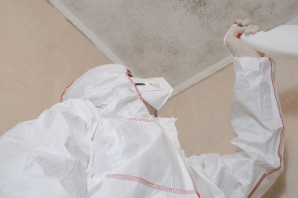 Shingletown, CA Mold Removal Company