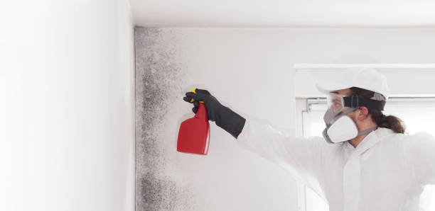 Best Mold Testing  in Shingletown, CA