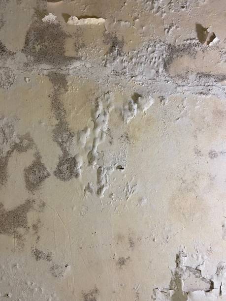 Best Emergency Mold Removal  in Shingletown, CA
