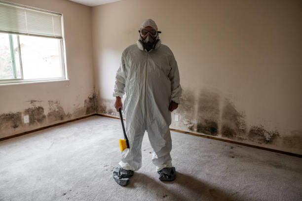 Certified Mold Removal in Shingletown, CA