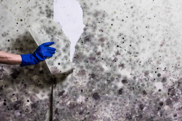 Best Commercial Mold Removal  in Shingletown, CA