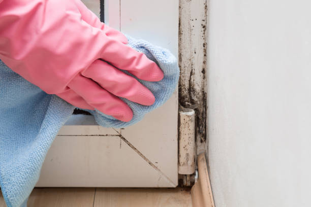 Best Certified Mold Removal  in Shingletown, CA