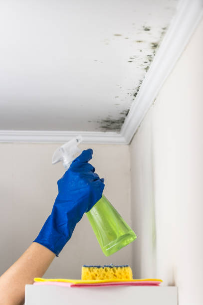 Best Certified Mold Removal  in Shingletown, CA