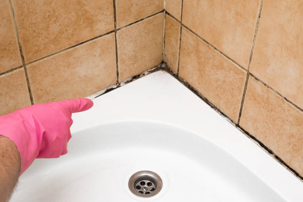 Professional Mold Removal in Shingletown, CA
