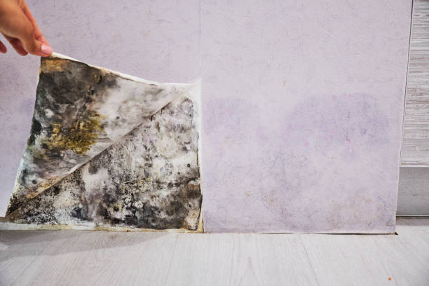 Best Best Mold Removal Companies  in Shingletown, CA